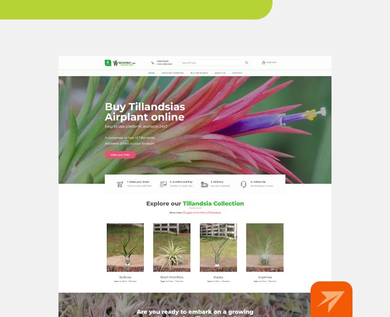 Tienda en línea para empresa de venta de Tillandsias: Tillcorp